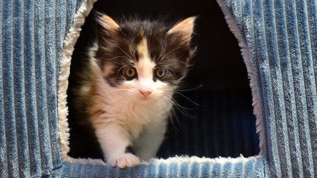 The RSPCA recommends adopting, desexing and microchipping kittens. Picture: Nicki Connolly