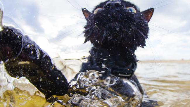 Nathan the swimming cat enjoying a dip in the ocean.