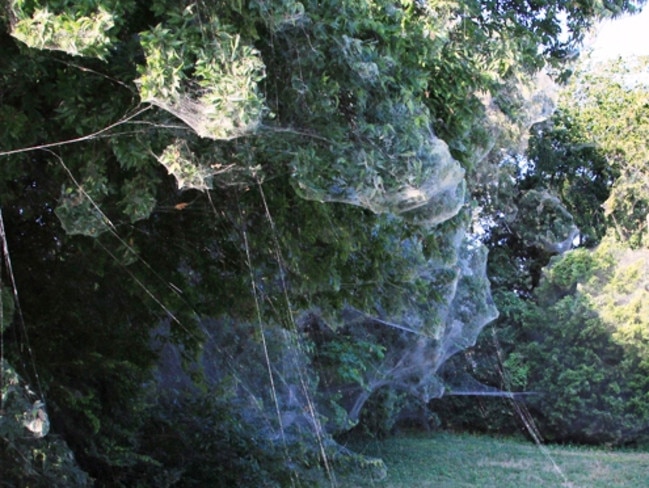 Raining spiders in Goulburn: Australia's freak event explained