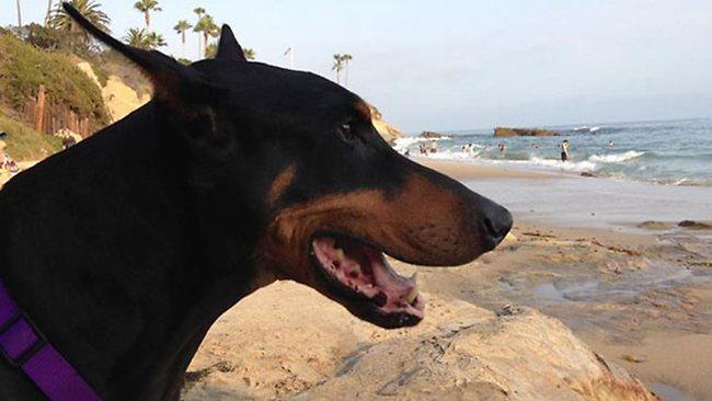 Paralysed doberman's 'miracle' recovery