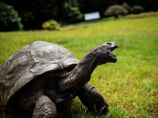 (FILES) In this file photo taken on October 20, 2017, Jonathan, a Seychelles giant tortoise, believed to be the oldest reptile living on earth, crawls through the lawn of the Plantation House, the United Kingdom Governor official residence in Saint Helena, a British Overseas Territory in the South Atlantic Ocean. - He was born not long after Napoleon died, and is now officially the planet's oldest known living land animal. Jonathan the Seychelles Giant Tortoise is celebrating his 190th birthday on December 2, 2022 -- more or less -- on St Helena in the remote South Atlantic, where the defeated French emperor died in exile in 1821. (Photo by GIANLUIGI GUERCIA / AFP)