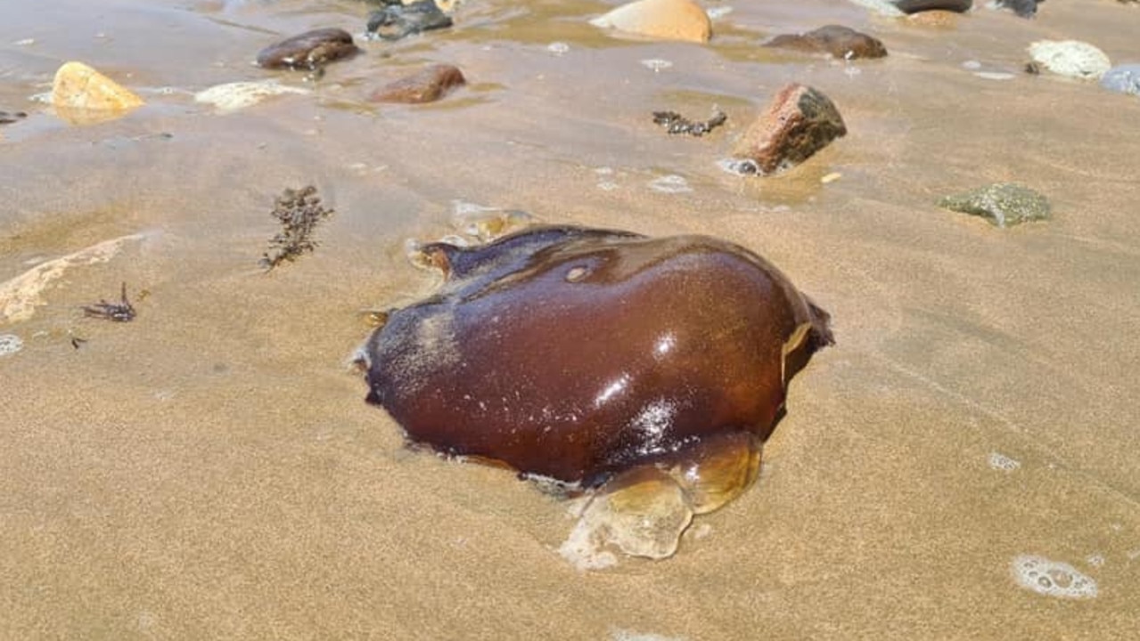 The animal was spotted at Kemp Beach in Yeppoon. Picture: Australian Native Animals.