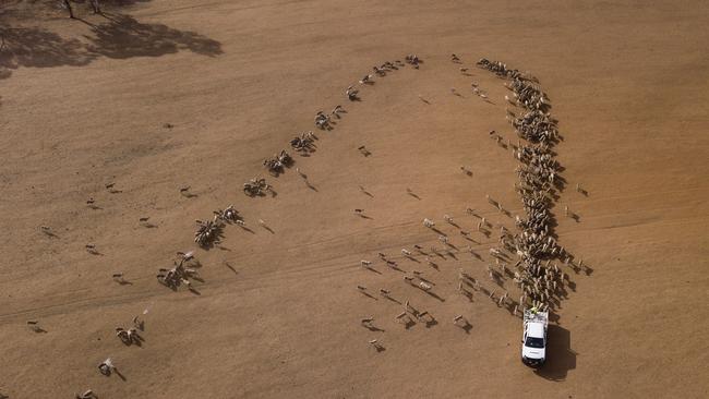 Sheep follow the feed at the Jerry farm. Picture: Getty