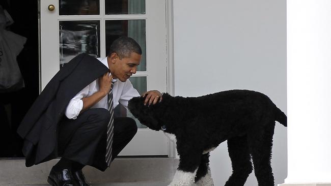 Then-US President Barack Obama pats the family dog Bo, a Portuguese water dog outside the Oval Office of the White House in Washington, in 2012. Picture: AP