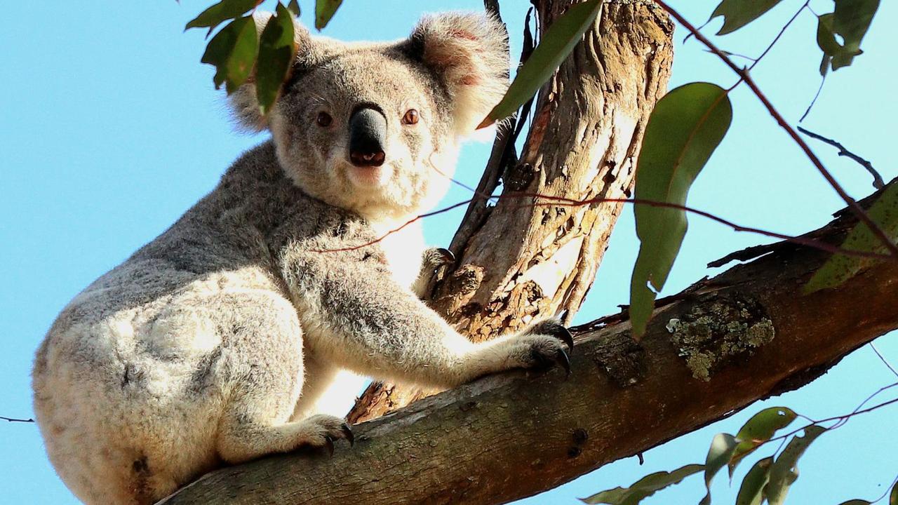 Meringandan resident Kerry Schemioneck says her property is considered key koala habitat.