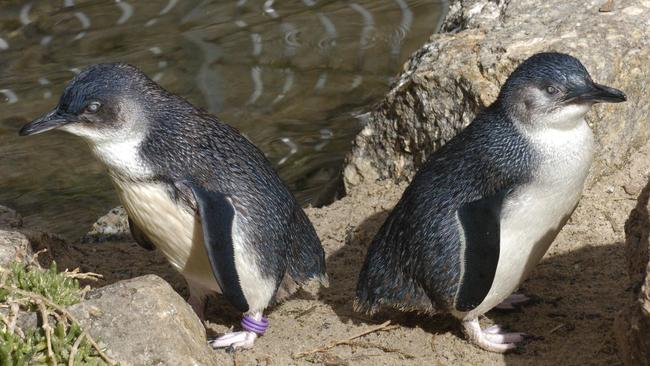 The ever popular fairy penguins.