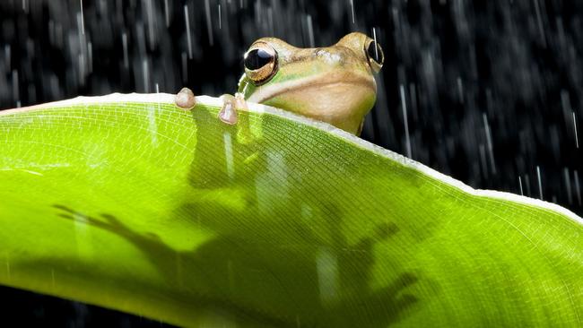 It will be great weather for frogs this weekend. Picture: THINKSTOCK