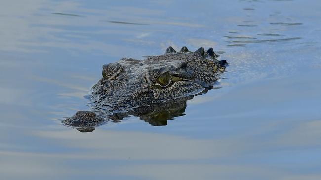 Saltwater crocodiles are thriving, according to the report. Picture: Amanda Parkinson