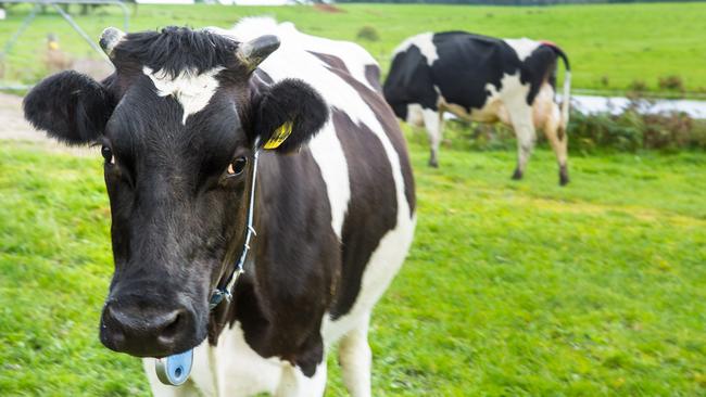 Gippsland Dairy milk comes from Schulz Bio Farms, Timboon Victoria Photographer: James Mepham For WAP