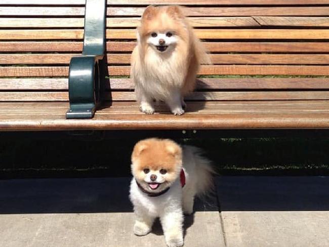 Instagram star Boo the Pomeranian has died after losing friend Buddy last year. Picture: Facebook