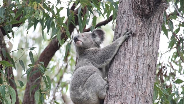 A koala at Toohey Forest. Photo: Toohey Forest Wildlife