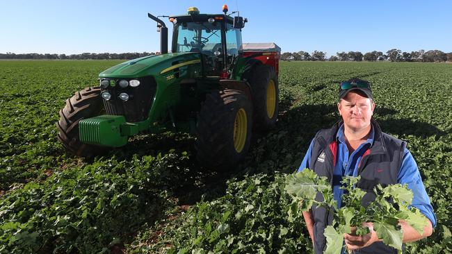 Glen Bunnett with his canola crop at Derby. Picture: Yuri Kouzmin