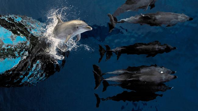 The Rangiroa gang // In front of our boat during we cross the passe of the biggest atoll in a world. In the Tuamotu in Rangiroa those dolphins live all the years in this area. They play in the waves with every ship come around.