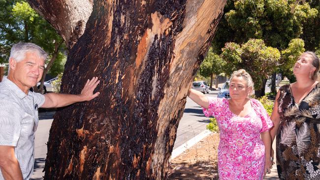 January 31, 2025:  Photo L-R: Michael, Karen and Mandy, residents surrounding a tree in Brighton that has been filled with poison by a mystery offender.  Picture: Tim Joy*Darren (journo) has surnames*