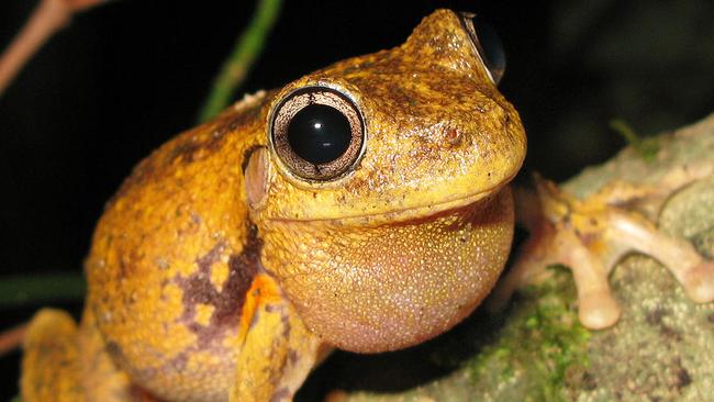Tiny Peron's tree frog sounds like a jackhammer as it calls during mating  season | Daily Telegraph
