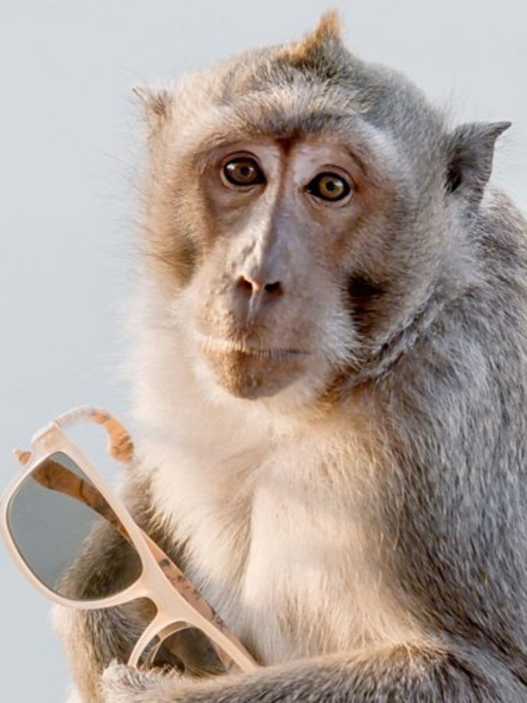 The monkeys have been described as ‘smart’ due to their bartering behavior. Picture: BBC Studios