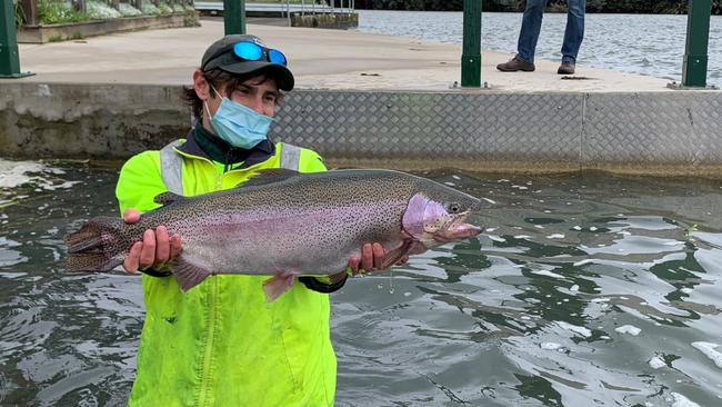 Stonker rainbow trout being stocked into Albert Park Lake.