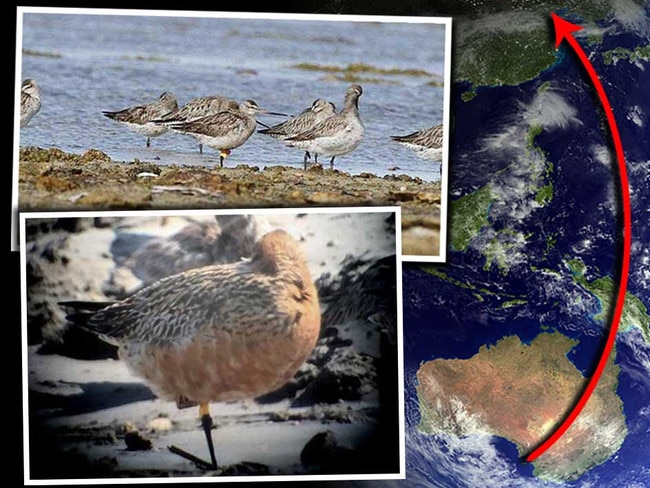 Go-Go Godwit located in China.