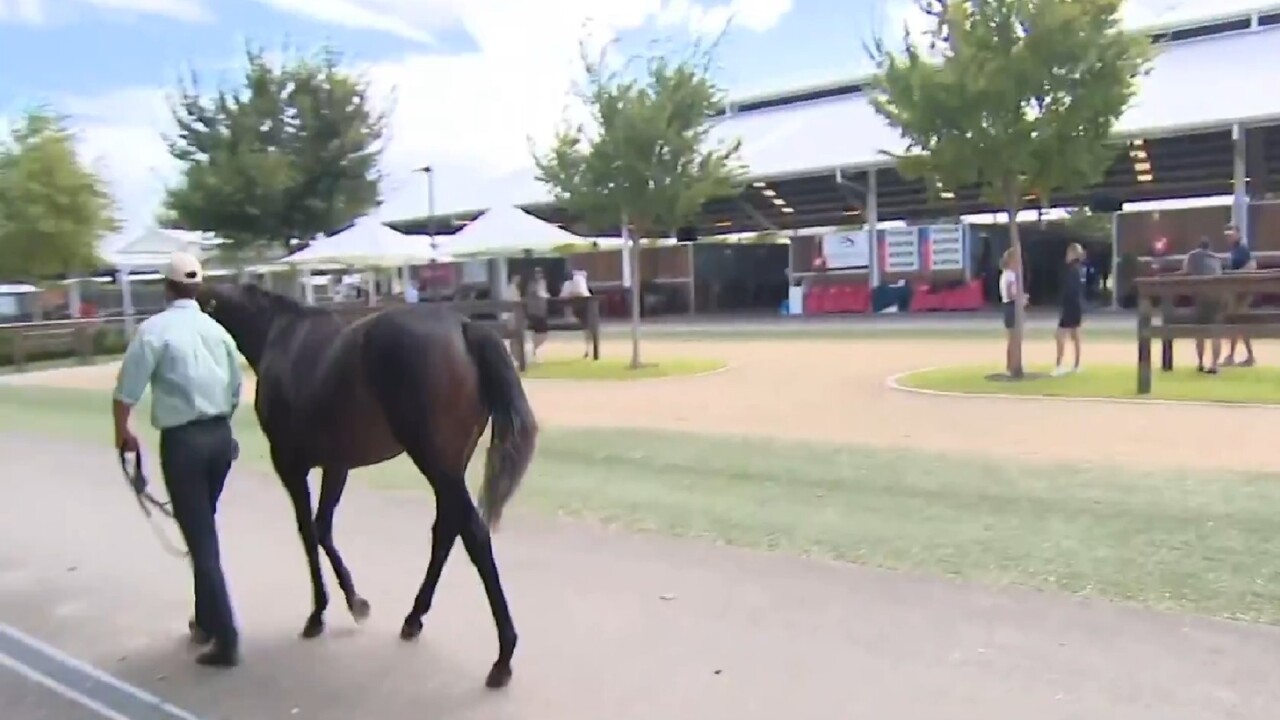 Classic Yearling Sale underway at Riverside Stables