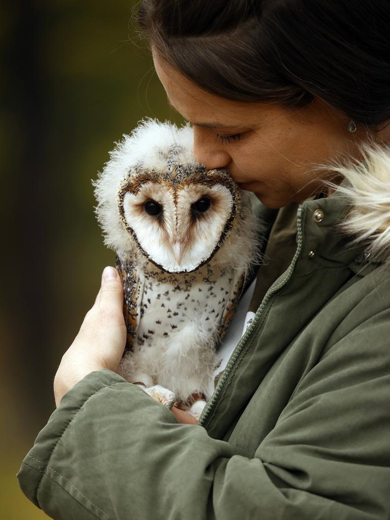 eight week old barn owl