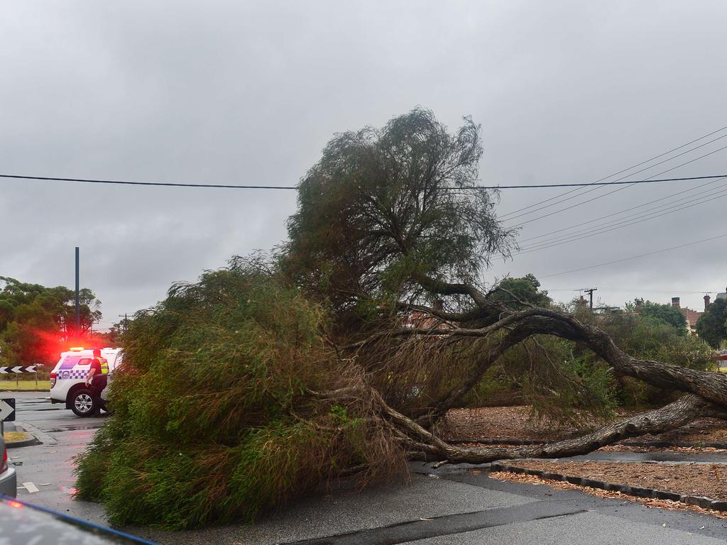 MELBOURNE, AUSTRALIA - NewsWire Photos JANUARY 28TH, 2022 : Heavy rain in Melbourne. An old tree fell across the road on the corner of Danks and Kerferd Rds, blocking local traffic. Picture : NCA NewsWire/ Nicki Connolly