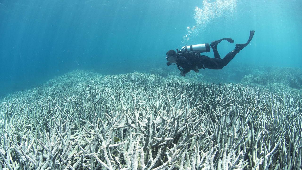 Turnbull Government to commit $500m to saving Great Barrier Reef in ...