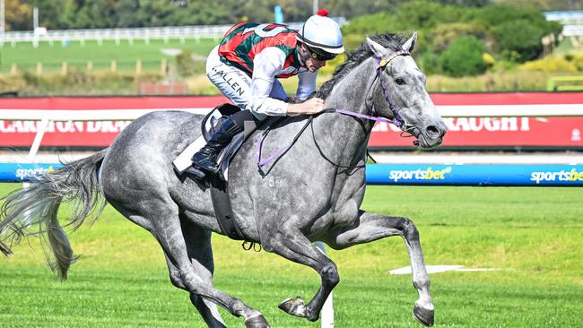 Statuario is one of the leading chances in the South Australian Derby on Saturday. Photo: Reg Ryan/Getty Images.