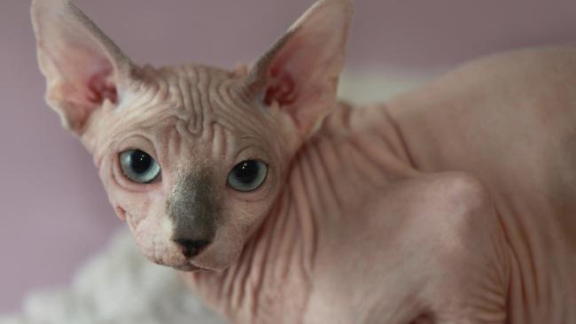 This is what a real sphinx hairless cat looks like