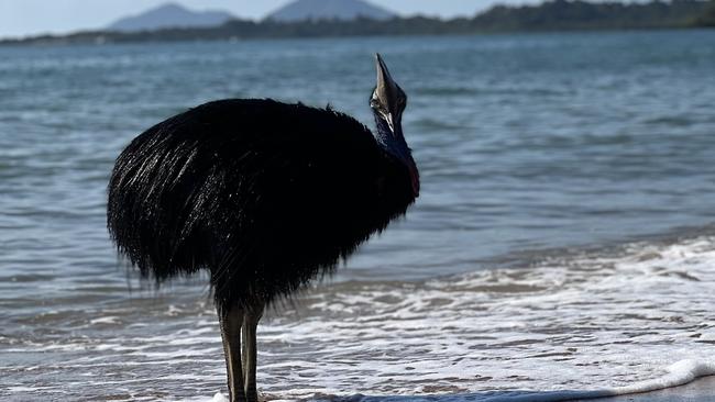 Experts are not sure what the bird was doing in the water.