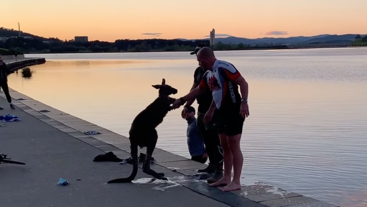 The wild animal appeared to shake the hand of one of its rescuers to say ‘thanks’. Picture: Facebook/Storyful