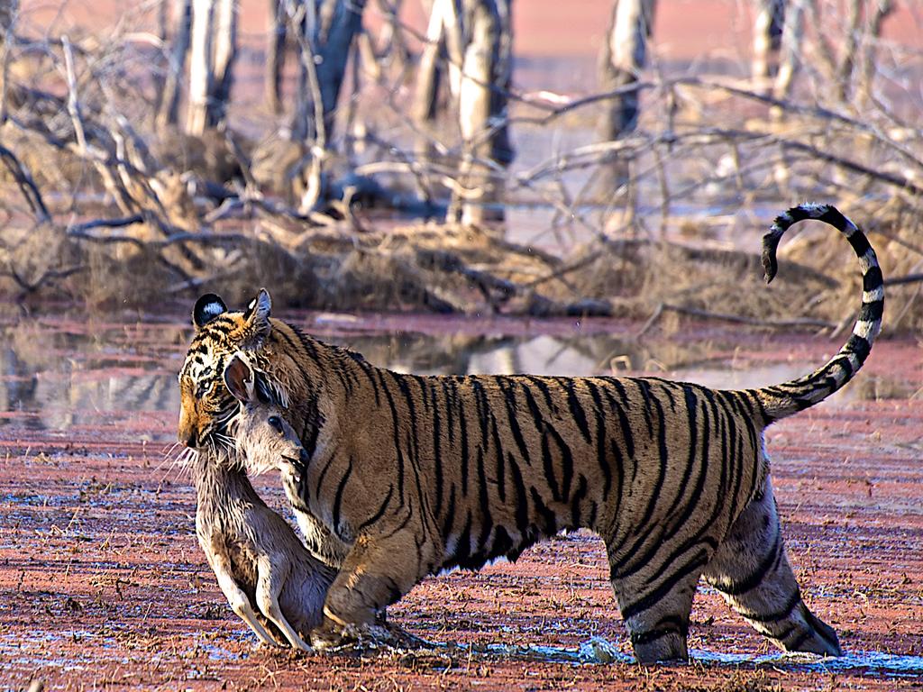 ‘Prey’ by Hana Peskova/Photocrowd.com ... Location: Sawai Madhopur, India.