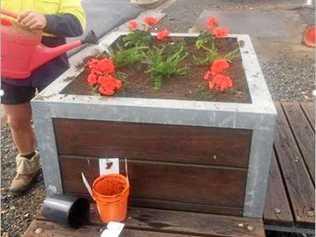 Flowers have been stolen from flowerbeds along the Warrego Highway three times in the past four months. Picture: Contributed