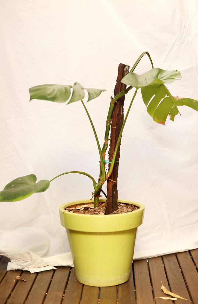 <b>Philodendron plant:</b> This is my gateway plant. It’s the first plant that I have managed not to kill. It’s given me great pleasure that it’s still alive and now I’m going to get another plant.