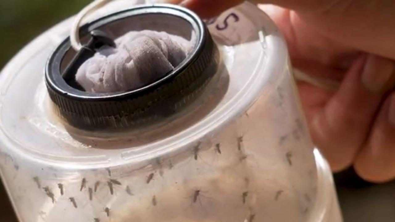 A mosquito surveillance officer in Shepparton traps mozzies for testing. Picture: Twitter @VicGovDH