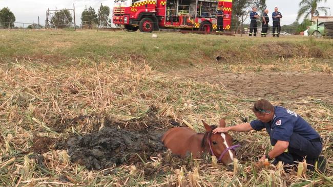 Firefighter Michael Cronin comforts Moose after arriving at the dam. Picture: Fire and Rescue NSW