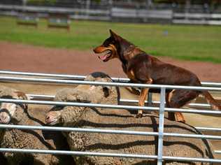 A dog overheating may also be unable or unwilling to move around. Picture: Toni Somes