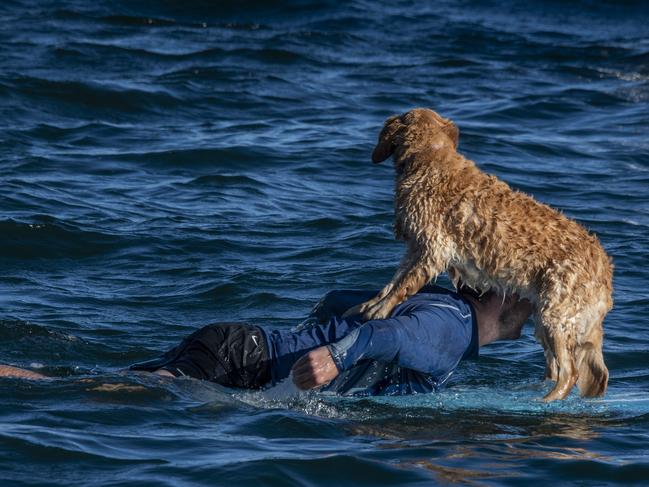 Some dogs preferred to hitch a ride. Picture: Daily Telegraph/ Monique Harmer