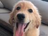 Hidden at-home dangers for dogs