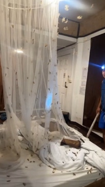 Thousands of moths swarm hotel room after simple mistake