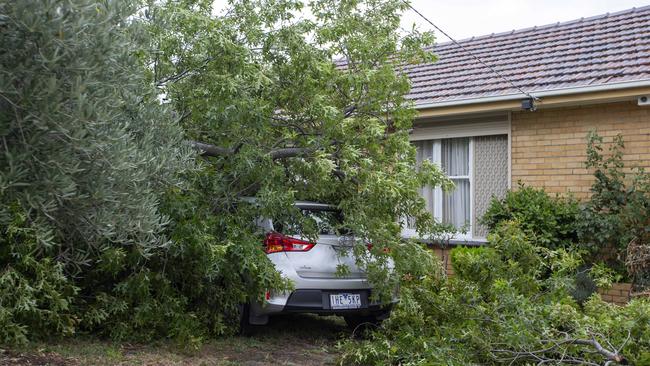 Wild winds around the state brought down trees and powerlines. Picture: Sarah Matray