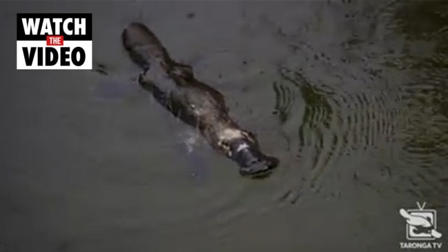 platypus injury