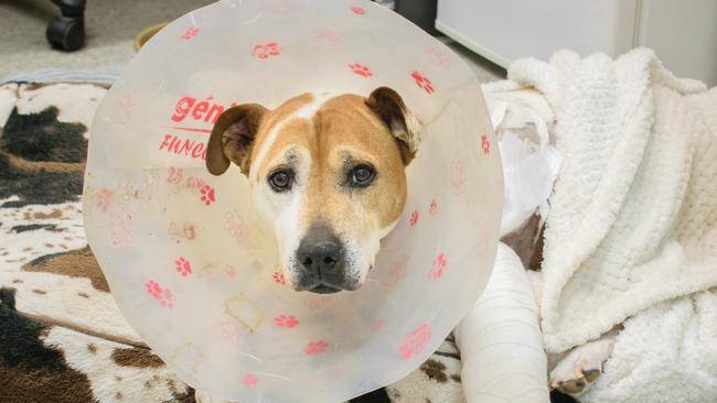 Bindi recovering from intensive surgery to remove the tumour. Picture: RSPCA