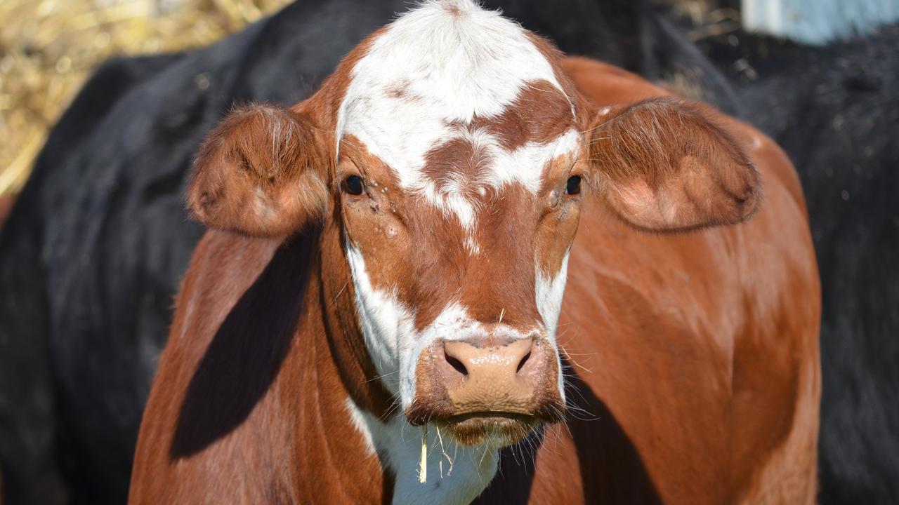 Beef Australia 2024 in Rockhampton, Queensland: Sir John Keys, Tracey ...