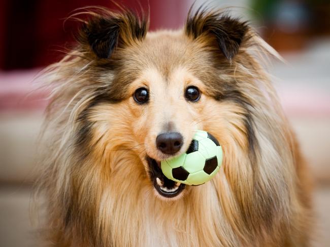 PetCulture has 25 per cent of dog and cat toys.