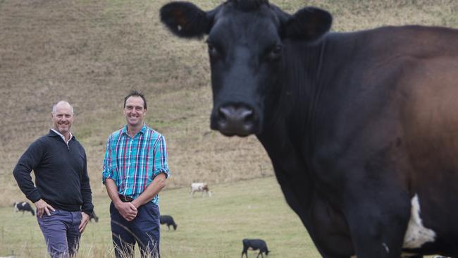 DAIRY: SW Dairy Group New dairy co-operative - South West Dairy Group - is being formed in the Cobden region. Brad Couch is the new chief, joined by directors Adam Jenkins and Duncan Morris. Pictured: Adam Jenkins and Brad Couch PICTURE: ZOE PHILLIPS