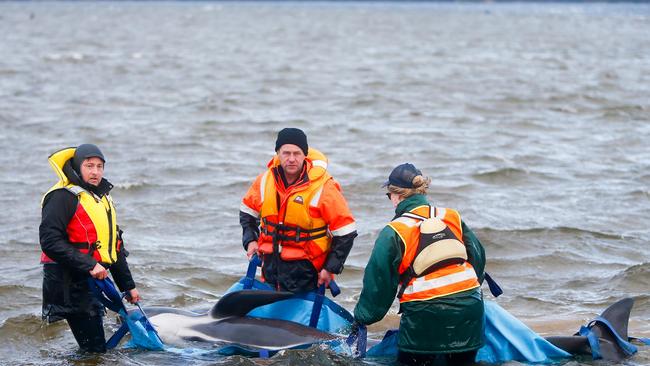 Wildcare Tasmania volunteer team president Cory Young, left, helps with whale rescue efforts in Strahan. Picture: PATRICK GEE