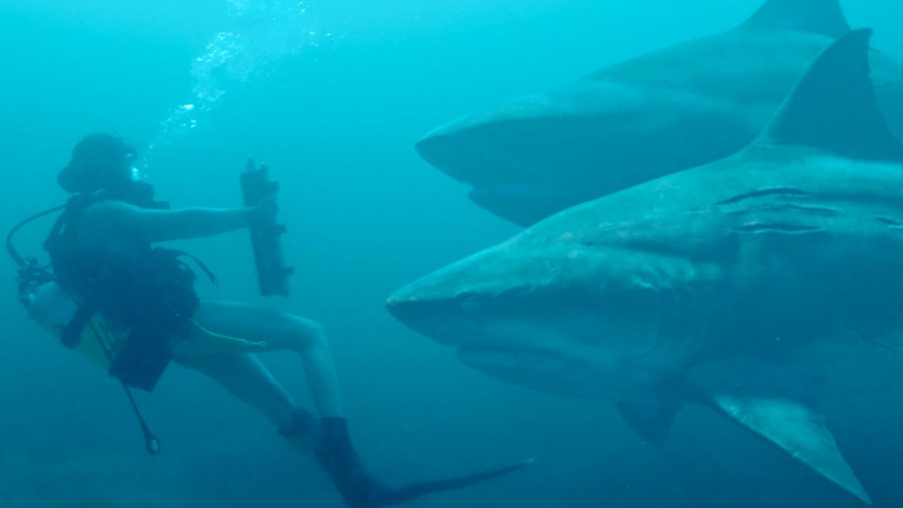 Deep Blue Sea 3 Vampire Diaries Star Nathaniel Buzolic On Shark Movies