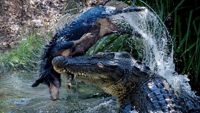 Smaug the crocodile has a play with a feral pig at his residence in rural Darwin. Picture: Adam Britton