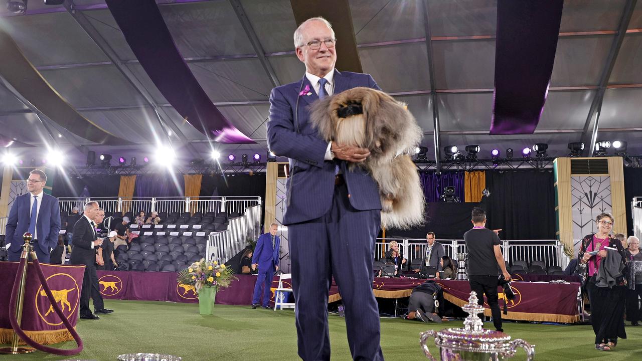 Wasabi the Pekingese wins Best in Show at 2021 Westminster Dog Show ...