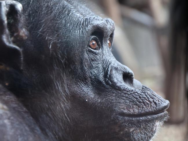 Pictured at Taronga Zoo in Sydney is Spitter the chimpanzee. Today is Spitters 61st birthday making her the oldest chimpanzee in the Southern Hemisphere.Picture: Richard Dobson